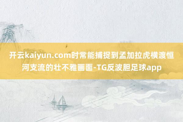 开云kaiyun.com时常能捕捉到孟加拉虎横渡恒河支流的壮不雅画面-TG反波胆足球app