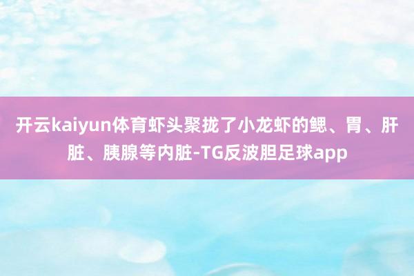 开云kaiyun体育虾头聚拢了小龙虾的鳃、胃、肝脏、胰腺等内脏-TG反波胆足球app